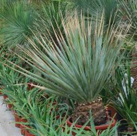Dasylirion texanum (dw)