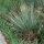 Dasylirion texanum (dw)