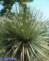 Dasylirion wheeleri SO-Arizona, hart bis -12 °C (dw)