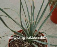 Dasylirion wheeleri SO-Arizona, hart bis -12 °C (dw)