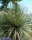 Dasylirion wheeleri SO-Arizona, hart bis -12 °C (dw)