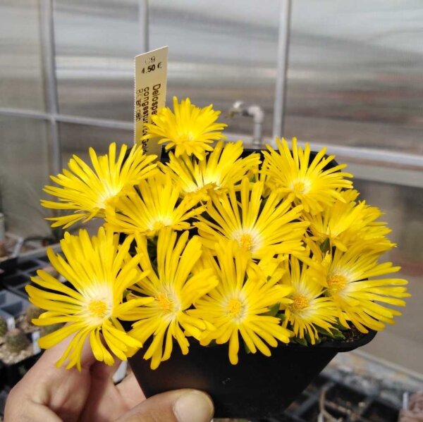 Delosperma congestum cv. Golden Nugget (dw)