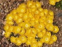 Delosperma congestum cv. Golden Nugget (dw)