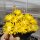 Delosperma congestum cv. Golden Nugget (dw)
