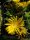 Delosperma congestum cv. Golden Nugget (dw)