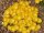 Delosperma congestum cv. Golden Nugget (dw)