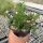 Delosperma brunnthaleri (dw)