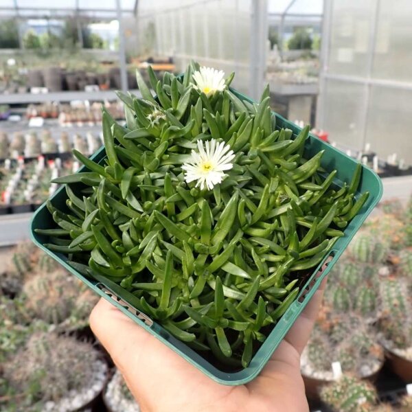 Delosperma congestum cv. White Nugget (dw)