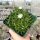 Delosperma congestum cv. White Nugget (dw)