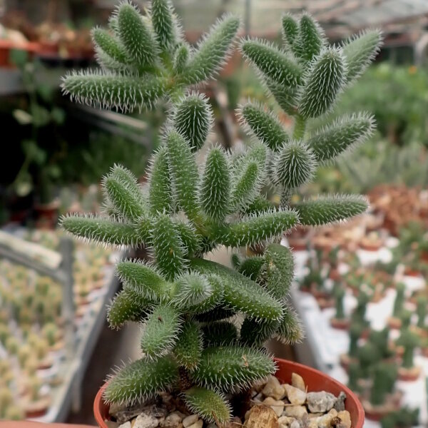 Delosperma echinatum