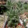 Delosperma echinatum
