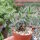 Delosperma echinatum