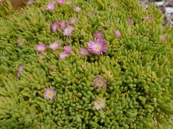Delosperma nubigenum cv. Rosenteppich (dw)