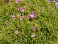 Delosperma nubigenum cv. Rosenteppich (dw)