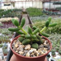 Delosperma pruinosum