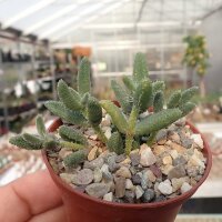 Delosperma pruinosum