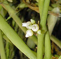 Dischidia bengalensis