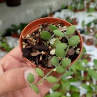Dischidia nummularia