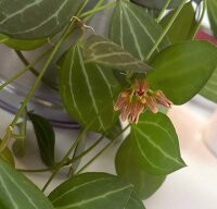 Dischidia ovata