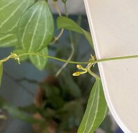 Dischidia ovata
