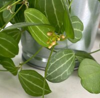 Dischidia ovata
