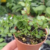 Dischidia ruscifolia