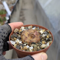 Dorstenia benguellensis (cup-shaped flower) Tanzania,...