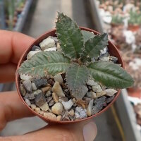 Dorstenia crispa
