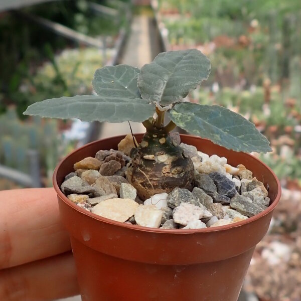 Dorstenia foetida