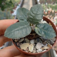 Dorstenia foetida