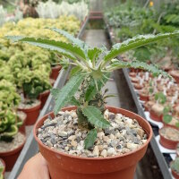 Dorstenia foetida