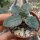 Dorstenia foetida