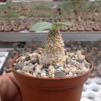 Dorstenia spec. Lavranos 23877