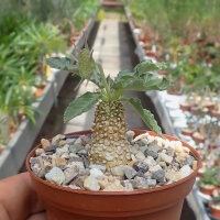 Dorstenia spec. Lavranos 23877