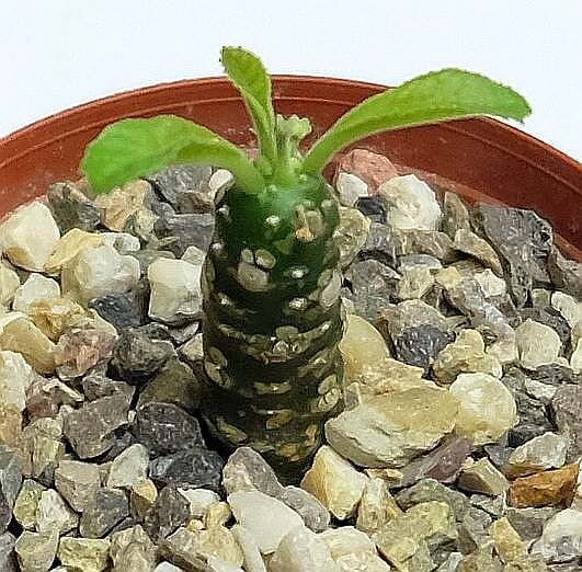 Dorstenia foetida Lav+Newton 10341