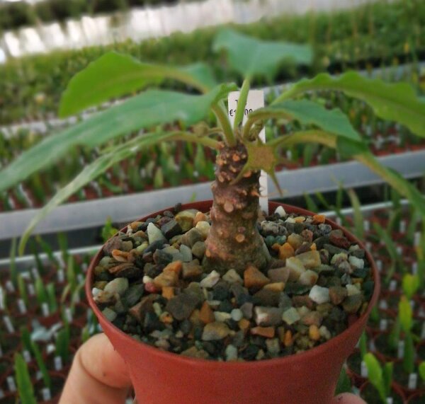 Dorstenia foetida x crispa