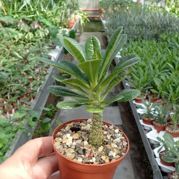 Dorstenia gigas