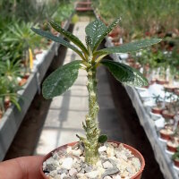 Dorstenia gigas