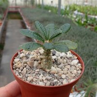 Dorstenia gigas