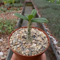 Dorstenia gigas