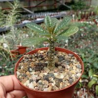 Dorstenia gigas
