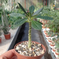 Dorstenia gigas