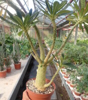 Dorstenia gigas