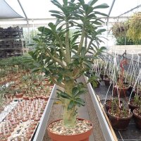 Dorstenia gigas