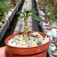 Dorstenia gigas