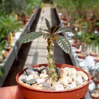 Dorstenia gigas