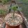 Dorstenia gigas