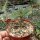 Dorstenia gigas