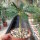 Dorstenia gigas