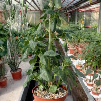 Dorstenia hildebrandtii